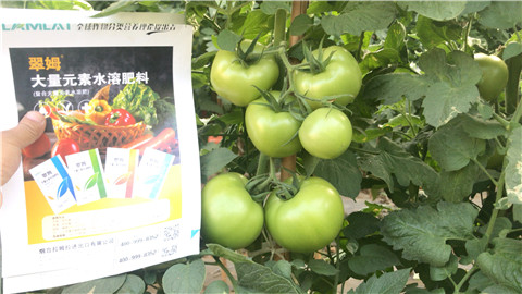 高钾水溶肥有哪些作用？