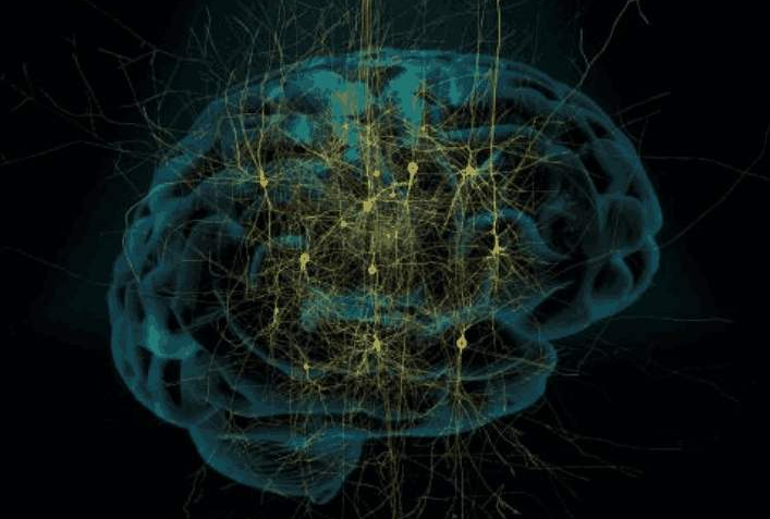 大腦黃金“神經酸”強勢來襲