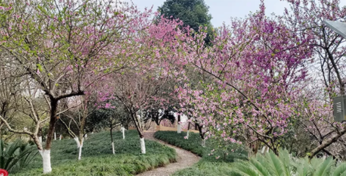 你负责告白 我负责送花 你负责告白 我负责送花