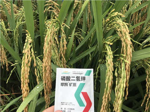 水溶肥厂家值得信赖的关键点有哪些？