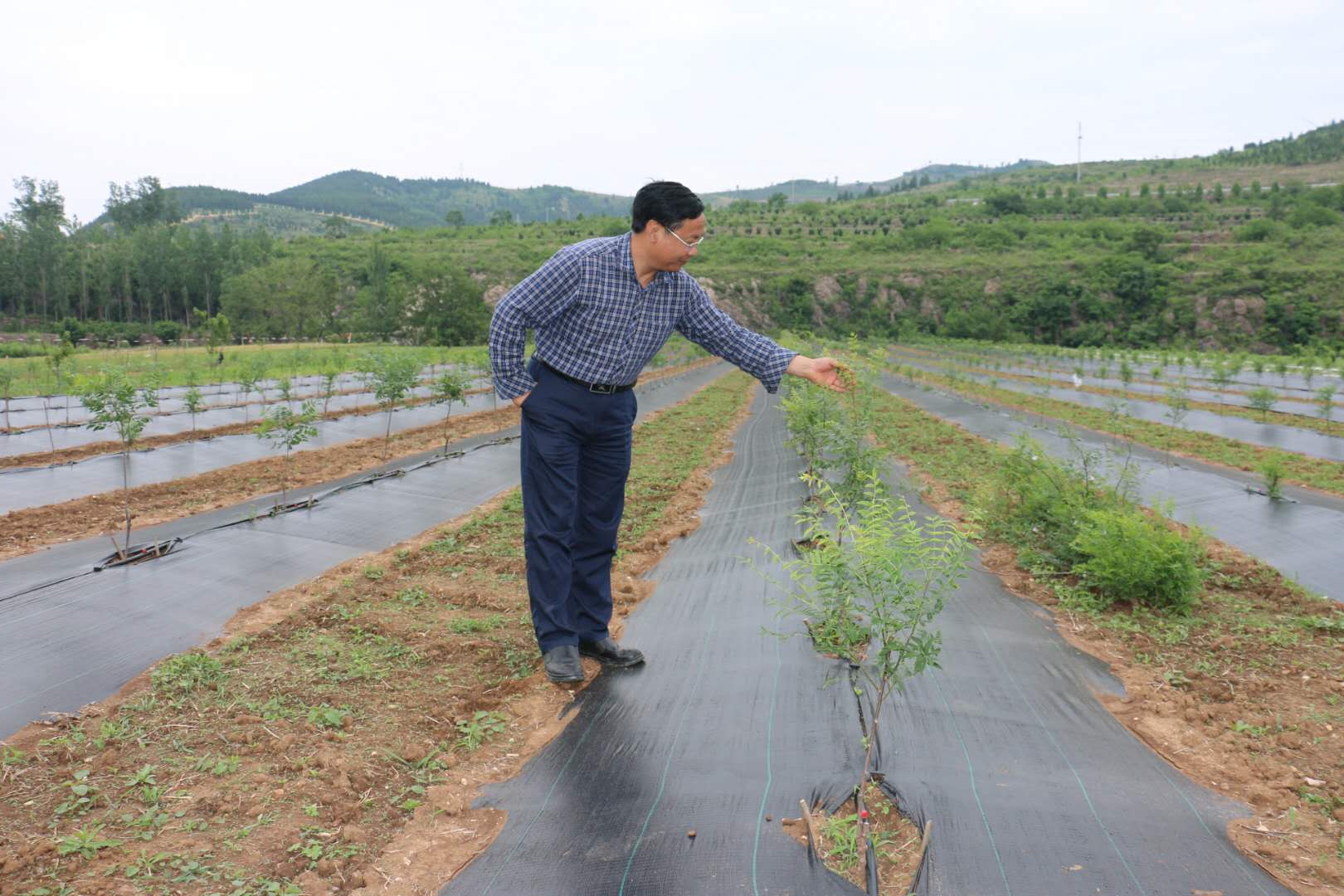 沃奇-文冠果苗木 沃奇-文冠果苗木