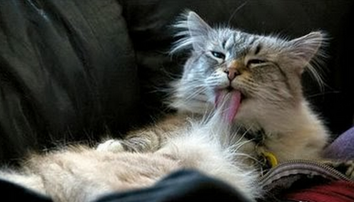 【宠物医生咨询】猫咪呕吐就一定是生病吗? 【宠物医生咨询】猫咪呕吐就一定是生病吗?