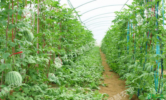 西瓜水肥一体化栽培技术