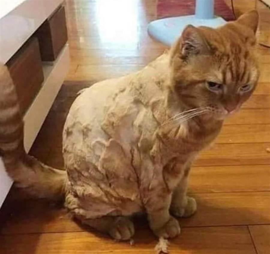 【在线宠物医生咨询】如何处理掉毛的猫猫 【在线宠物医生咨询】如何处理掉毛的猫猫