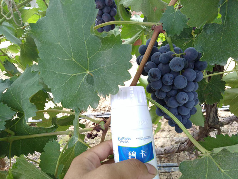 碧卡氨基酸叶面肥在葡萄上如何使用  