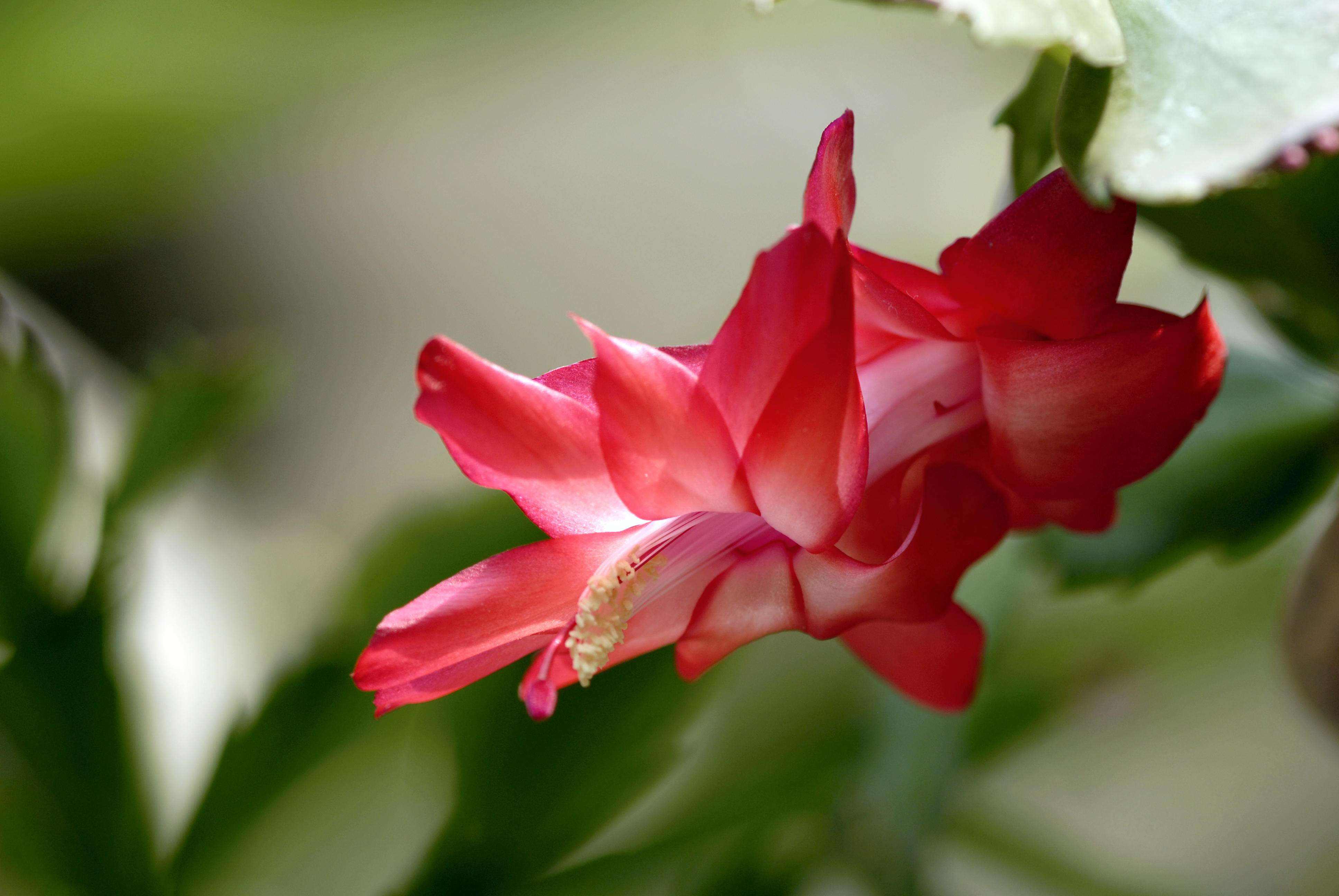 秋季入手这些花花，绝不后悔