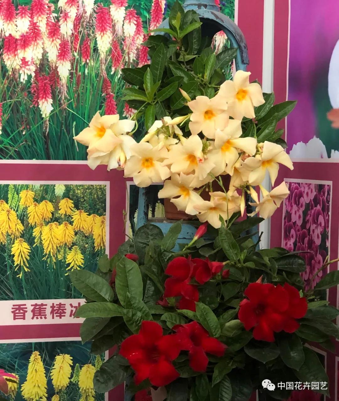 北京国际花展上的精彩看点 | 动态