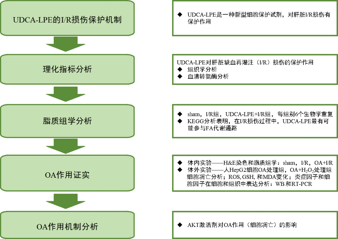 拜谱项目文章 | 脂质组学分析揭示OA治疗可能是预防和治疗I/R肝损伤的有效途径 拜谱项目文章 | 脂质组学分析揭示OA治疗可能是预防和治疗I/R肝损伤的有效途径