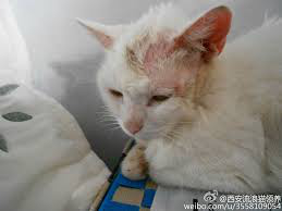 【宠物在线咨询】猫藓有哪些原因,如何治疗 【宠物在线咨询】猫藓有哪些原因,如何治疗
