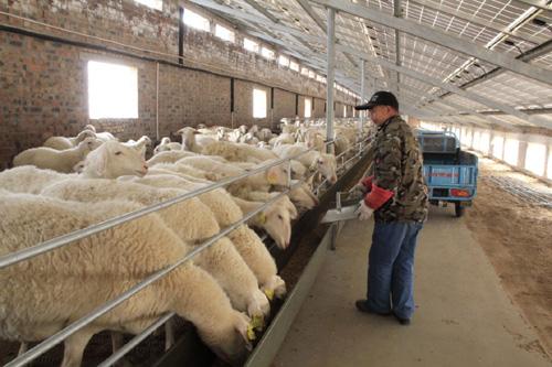 四卜树1万只羊子养殖项目简介