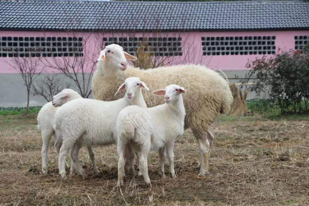 四卜树1万只羊子养殖项目简介