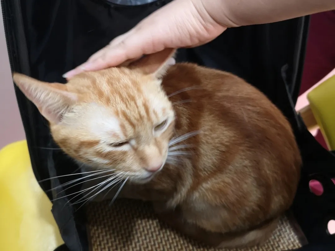 猫传腹 | 别放弃，你的猫猫比你更舍不得离开