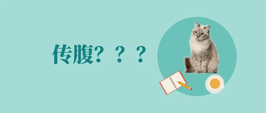 猫传腹 | 别放弃，你的猫猫比你更舍不得离开