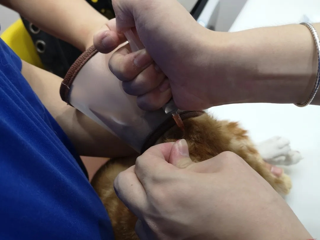 猫传腹 | 别放弃，你的猫猫比你更舍不得离开