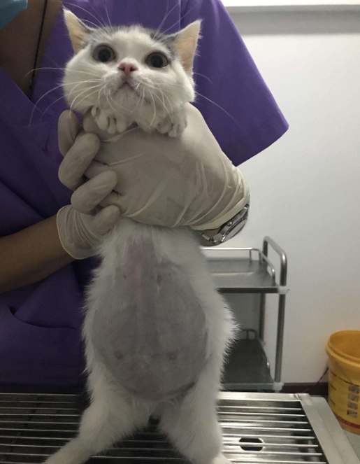 科普篇 | 猫传腹别放弃，你的猫猫比你更舍不得离开