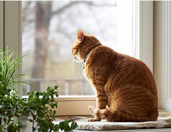 科普篇 | 猫传腹别放弃，你的猫猫比你更舍不得离开