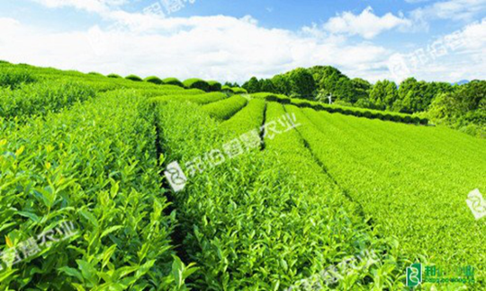 改良土壤可提升茶叶品质
