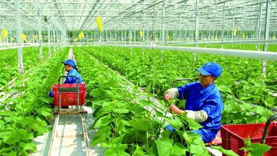 我国积极推进农业物联网建设 实现高效管理 我国积极推进农业物联网建设 实现高效管理