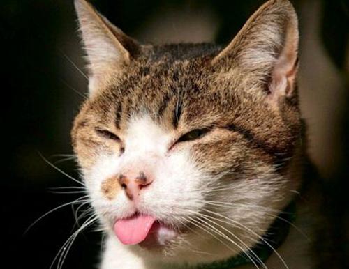 科普篇 | 猫狗口臭可能是生病？还可能致命！