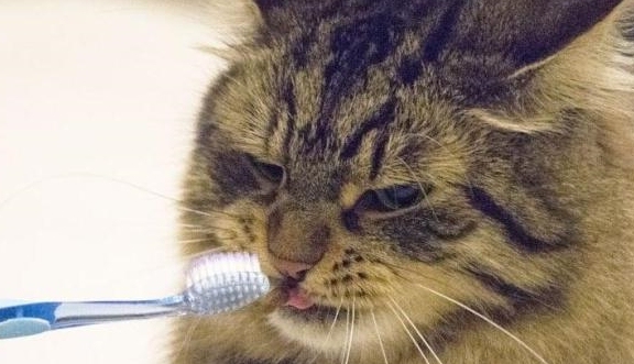 科普篇 | 猫狗口臭可能是生病？还可能致命！