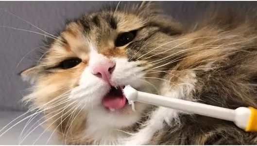 科普篇 | 猫狗口臭可能是生病？还可能致命！