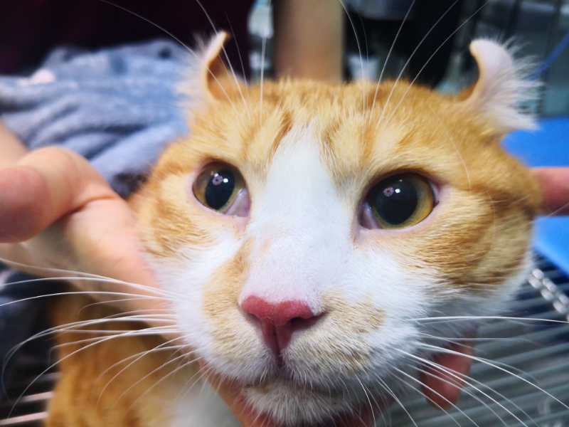 科普篇 | 猫狗口臭可能是生病？还可能致命！