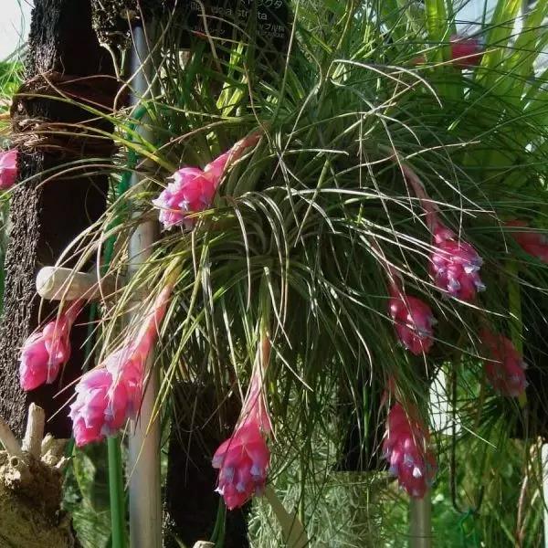 “不需要土”的附生植物，种植物更自由