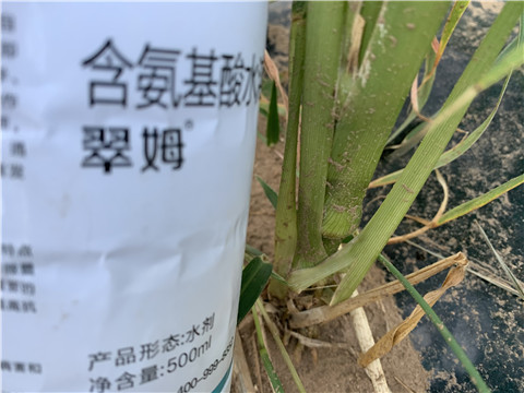 叶面肥厂家这么多，我们该如何选择
