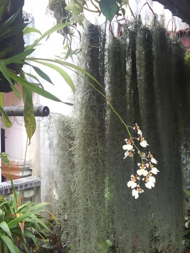 “不需要土”的附生植物，种植物更自由