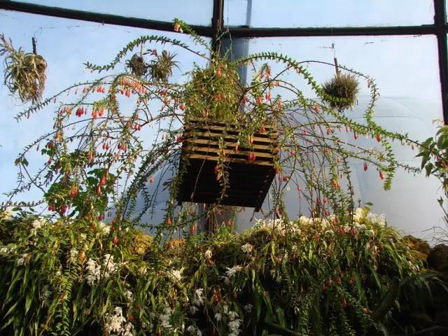 “不需要土”的附生植物，种植物更自由