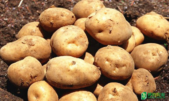 春季有机土豆高产种植技术要点