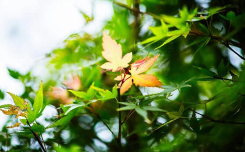 丨落叶知秋 微风徐来丨所有美好不期而至 丨落叶知秋 微风徐来丨所有美好不期而至