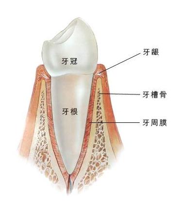 牙根短能在深圳牙齿矫正吗