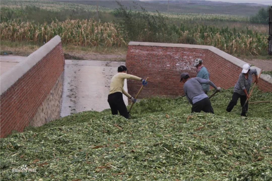 网带式皇竹草烘干机（恩平）