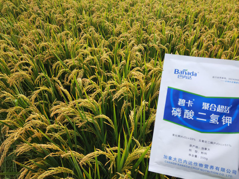 磷酸二氢钾在水稻上的使用时间和方法