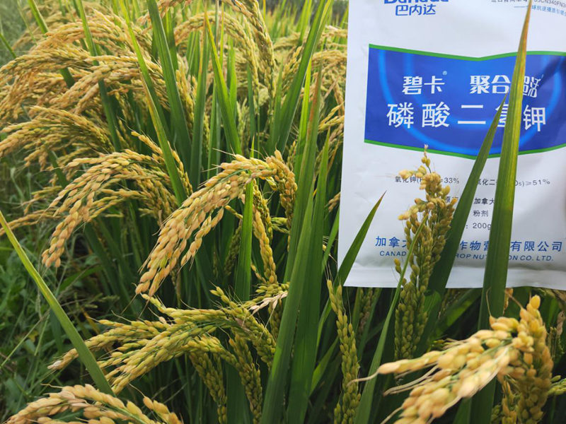 磷酸二氢钾在水稻上的使用时间和方法