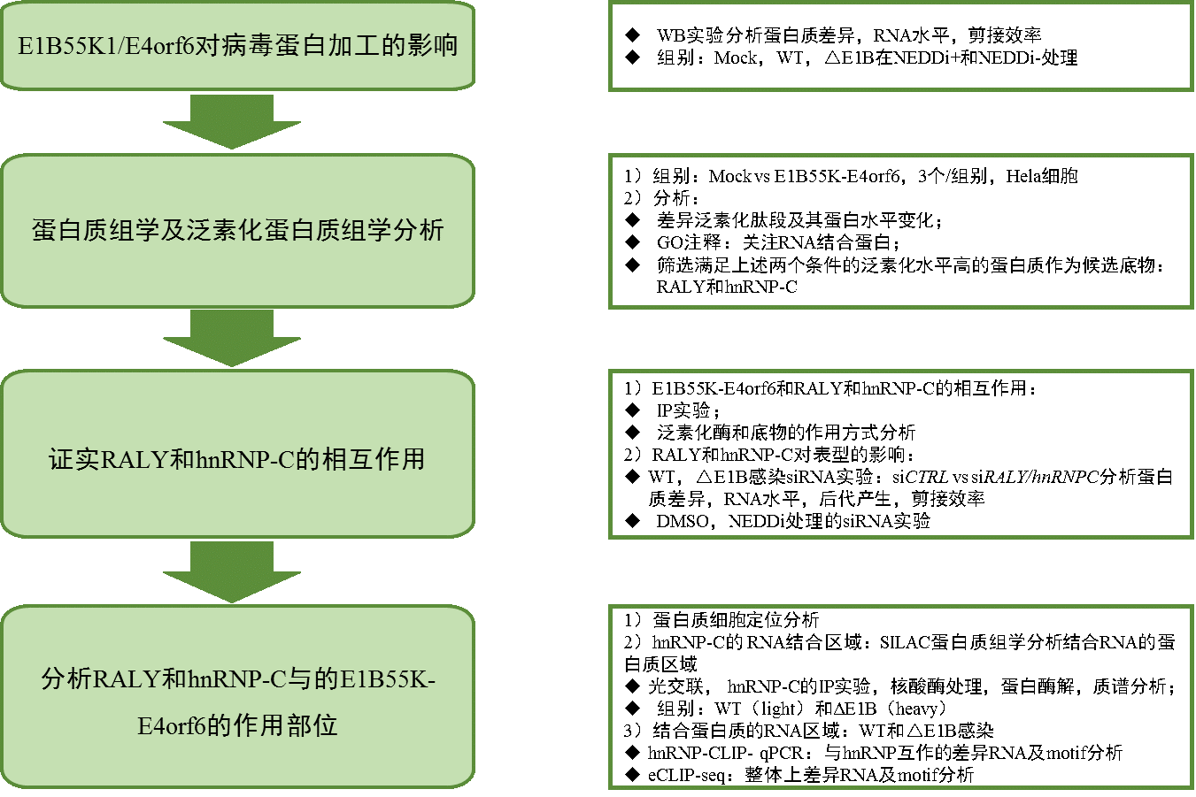 Nature microbiology | 腺病毒介导的泛素化改变了蛋白质-RNA的结合和艾滋病毒RNA的加工 Nature microbiology | 腺病毒介导的泛素化改变了蛋白质-RNA的结合和艾滋病毒RNA的加工