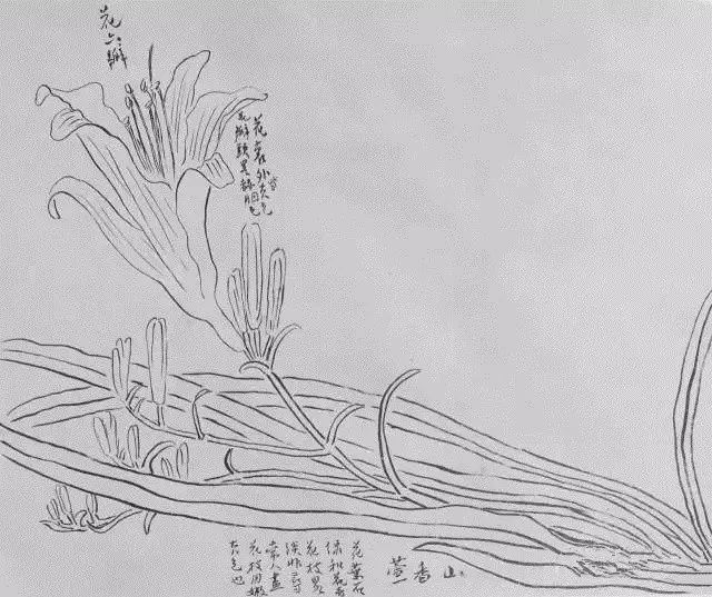 罕见齐白石画稿,原来大师是这样炼成的! 罕见齐白石画稿,原来大师是这样炼成的!