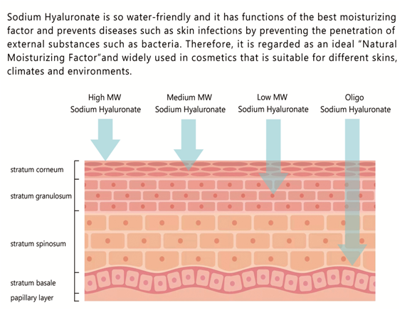 Cosmetic Grade Sodium Hyaluronate Cosmetic Grade Sodium Hyaluronate