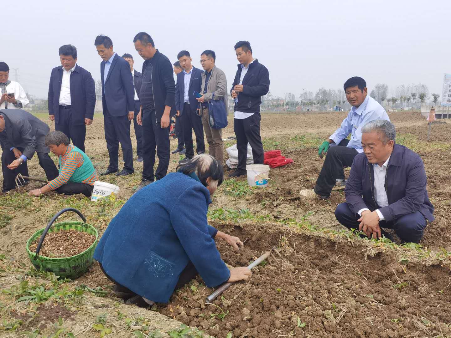 合肥市副市长王民生一行到新葡萄棋牌娱乐焦半夏种植基地考察调研 合肥市副市长王民生一行到新葡萄棋牌娱乐焦半夏种植基地考察调研