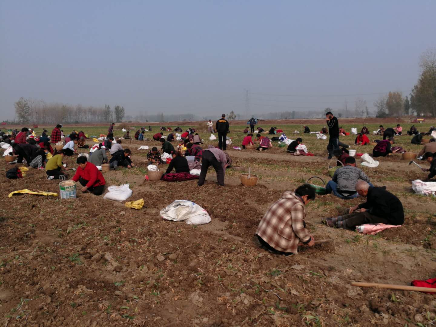 合肥市副市长王民生一行到新葡萄棋牌娱乐焦半夏种植基地考察调研 合肥市副市长王民生一行到新葡萄棋牌娱乐焦半夏种植基地考察调研