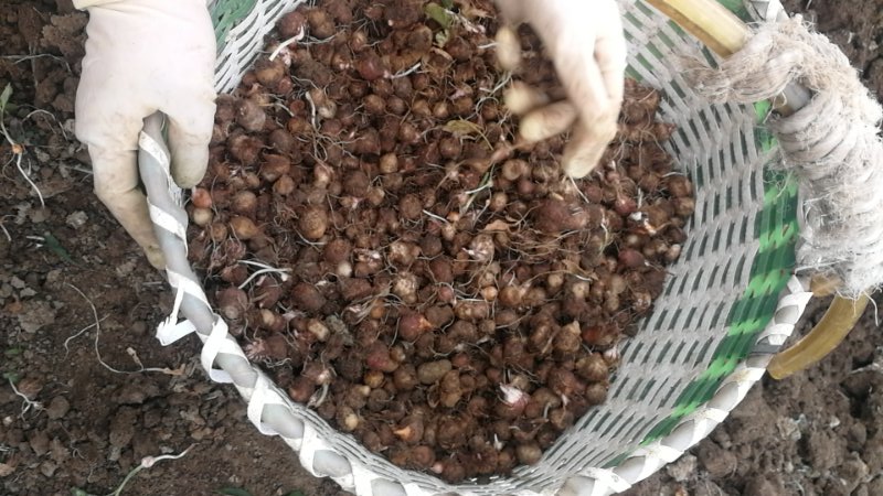 合肥市副市长王民生一行到新葡萄棋牌娱乐焦半夏种植基地考察调研 合肥市副市长王民生一行到新葡萄棋牌娱乐焦半夏种植基地考察调研