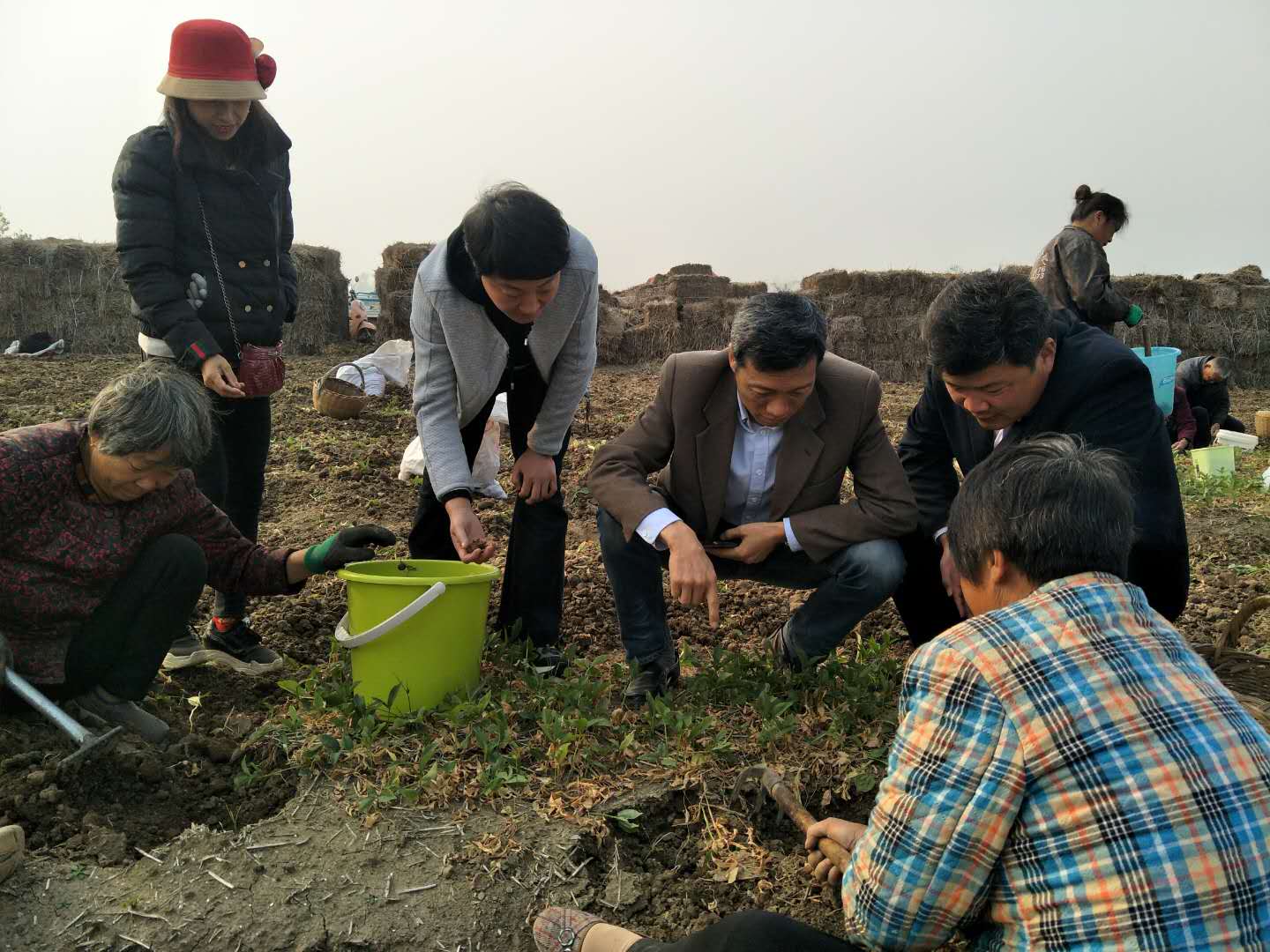 合肥市副市长王民生一行到新葡萄棋牌娱乐焦半夏种植基地考察调研 合肥市副市长王民生一行到新葡萄棋牌娱乐焦半夏种植基地考察调研