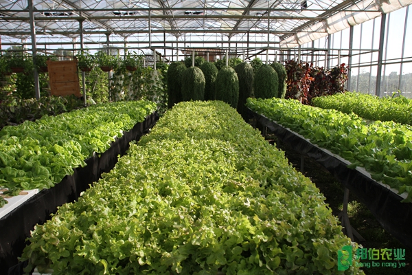 安徽农大农翠园温室环境控制及水肥一化系统