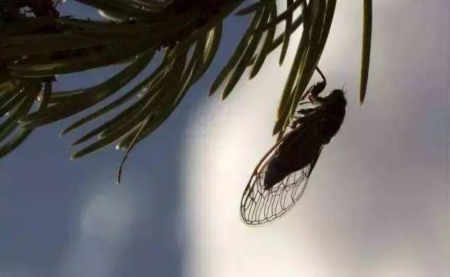 二十四节气|凉风有信 秋月无边 二十四节气|凉风有信 秋月无边