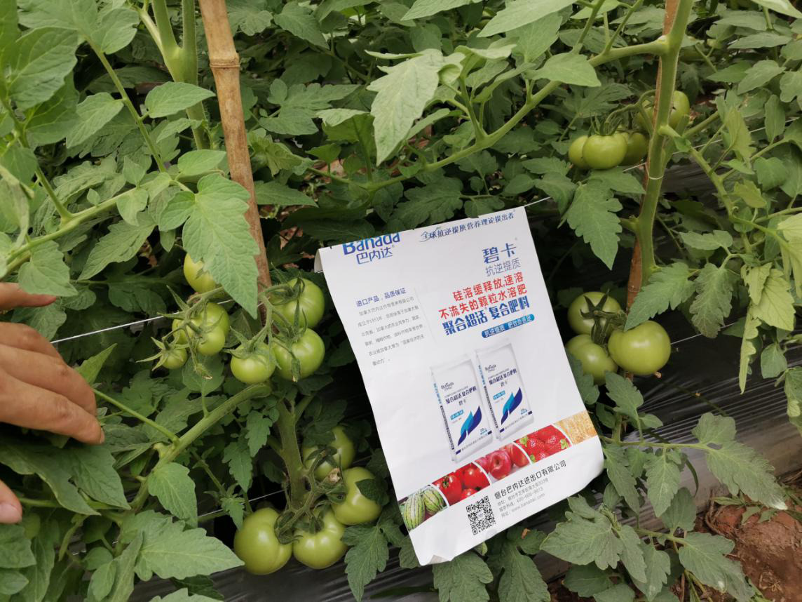西红柿施肥误区，这四点你知道吗？