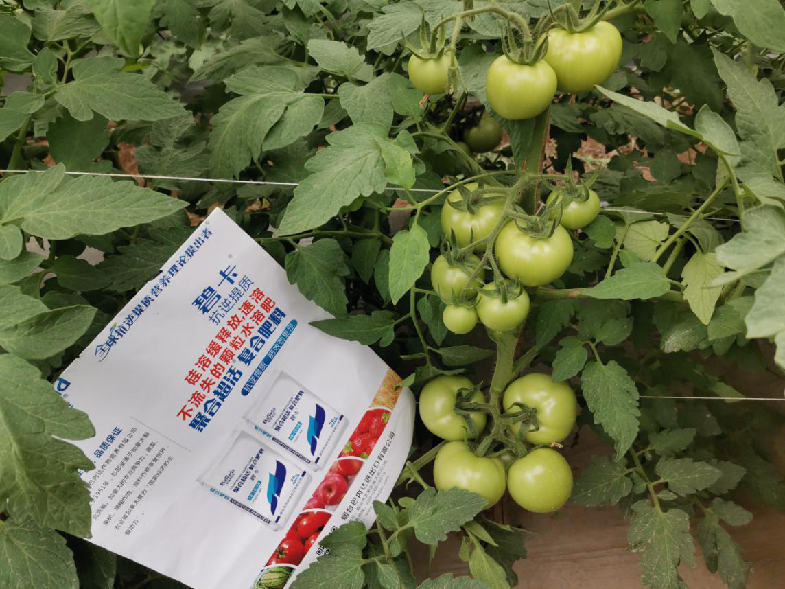 西红柿施肥误区，这四点你知道吗？