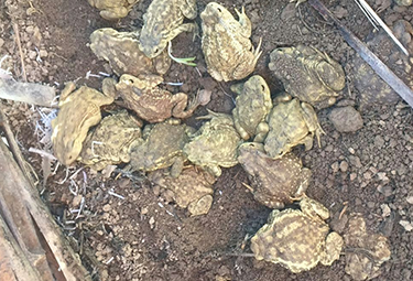 蟾衣分离器怎么采集蟾衣的,价格是多少 蟾衣分离器怎么采集蟾衣的,价格是多少