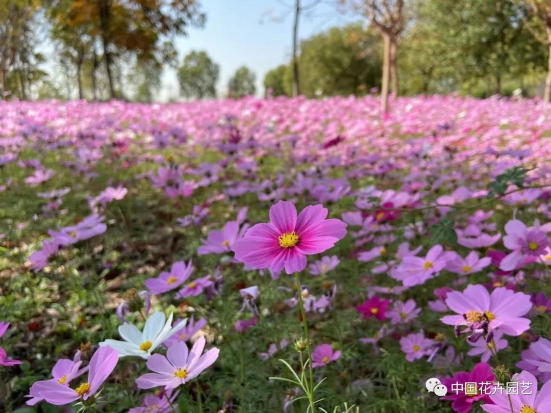 内外联合 中国花海探索发展之道