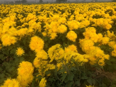 速潽捷菊花烘干机